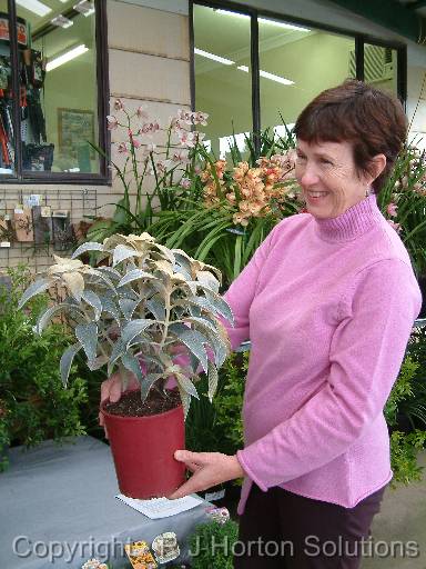 Strobilanthes Tim 2 